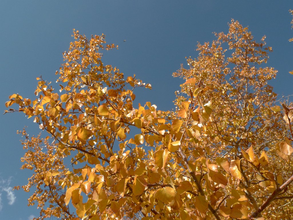 California-Fall2010 586.JPG